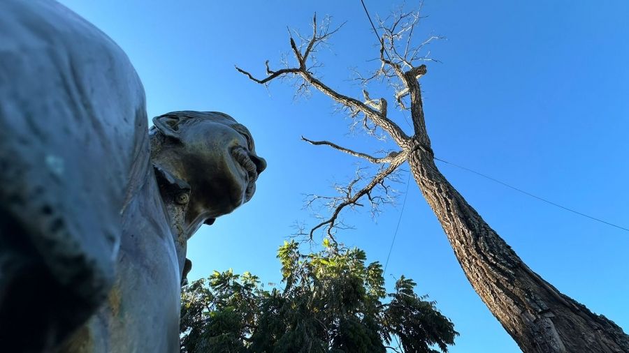Câmara convoca população para decidir futuro do Pé de Cedro, Símbolo Icônico de Coxim