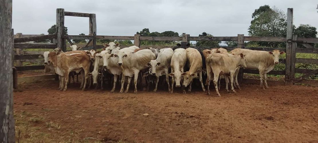 Polícia Civil esclarece furto de gado em Corumbá e recupera animais em Coxim