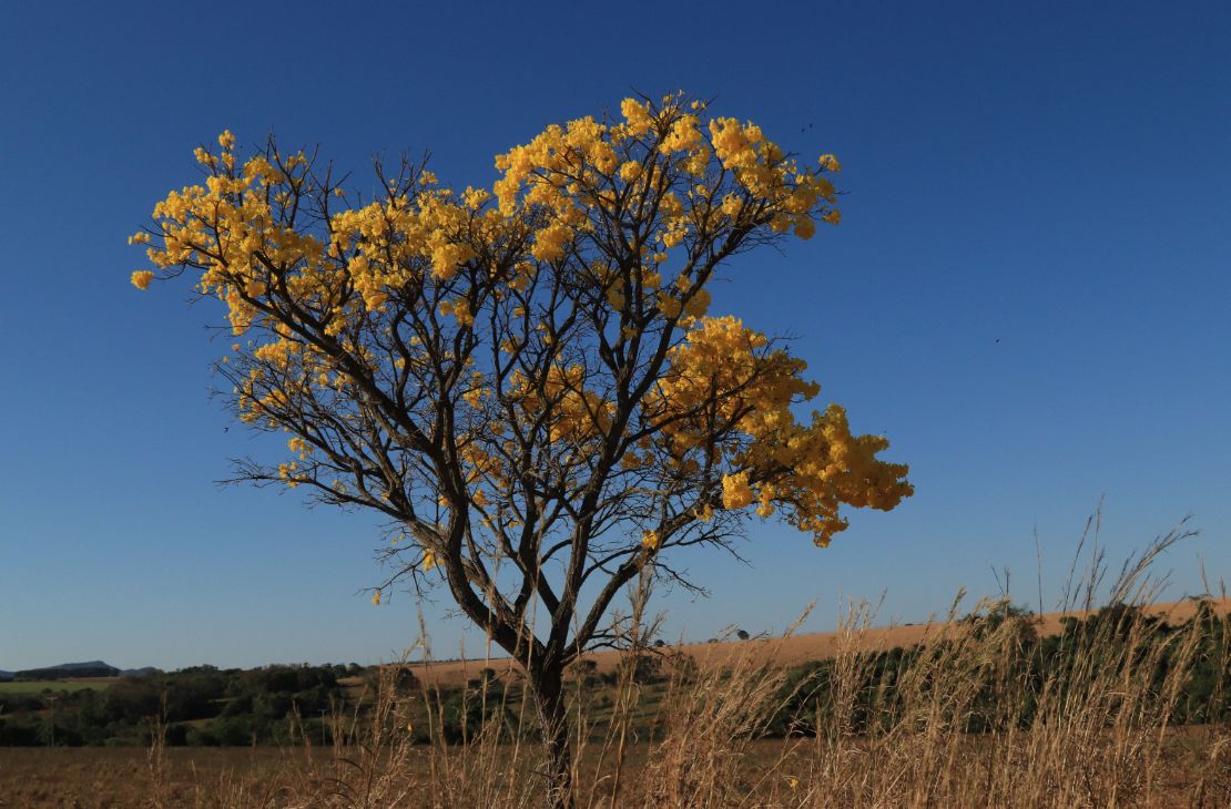 MS tem previsão de semana quente e sem chuva
