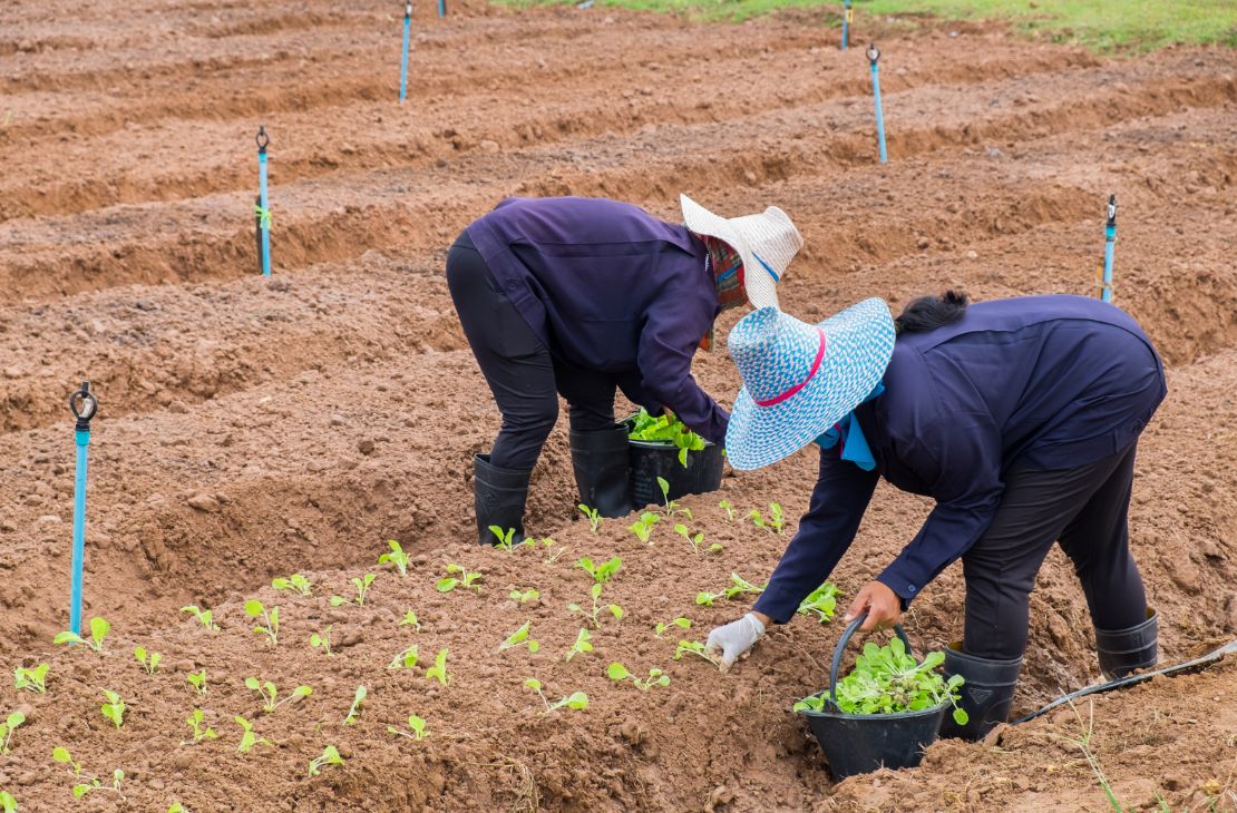 Com 80 mil famílias, MS contempla agricultura familiar com projetos inclusivos e inovadores