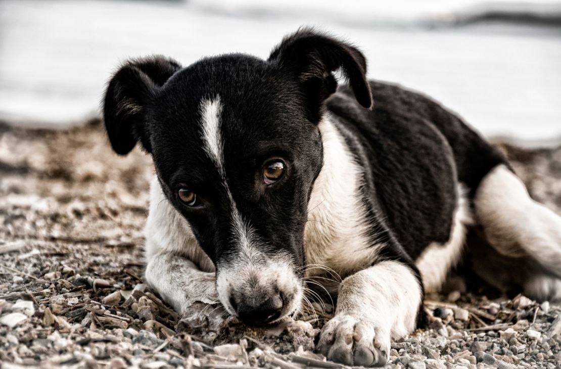 Casos de envenenamento de pets se repetem e preocupam tutores