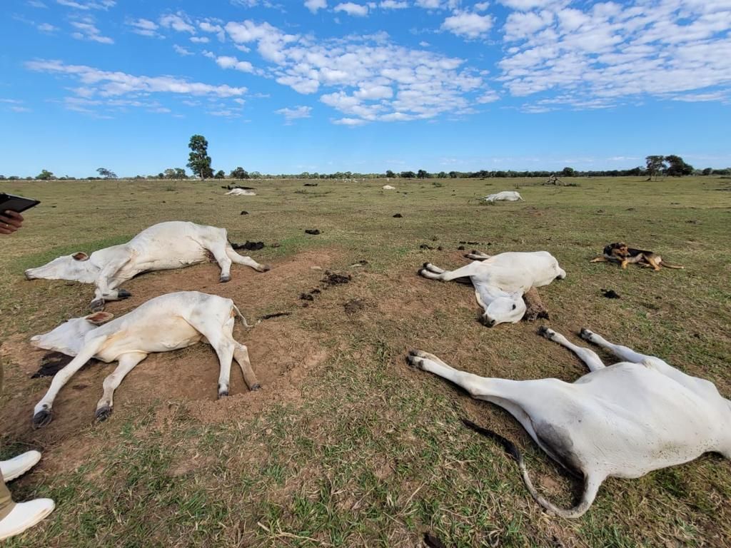 Iagro orienta produtores rurais para evitar perdas de bovinos por causa do frio