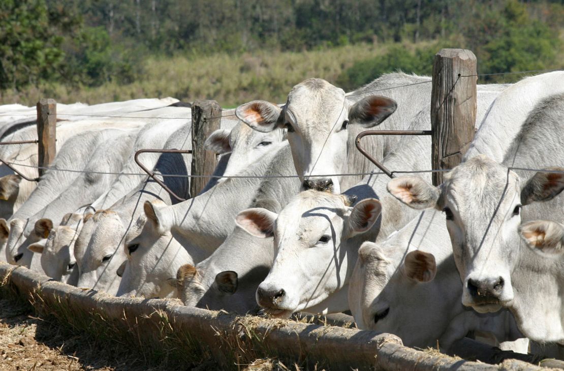 Arroba do boi gordo sobe 30% em um ano, em Mato Grosso do Sul