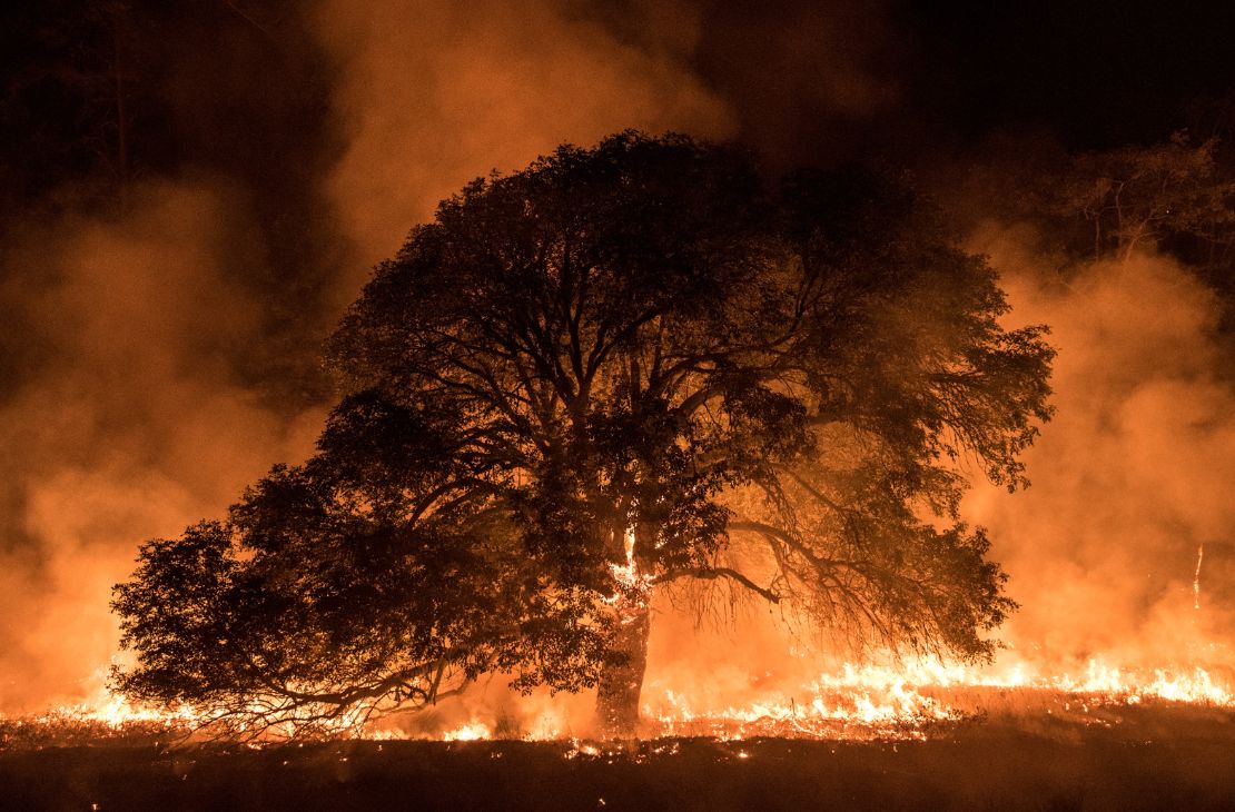 Monitoramento mostra que 99% dos incêndios são por ação humana