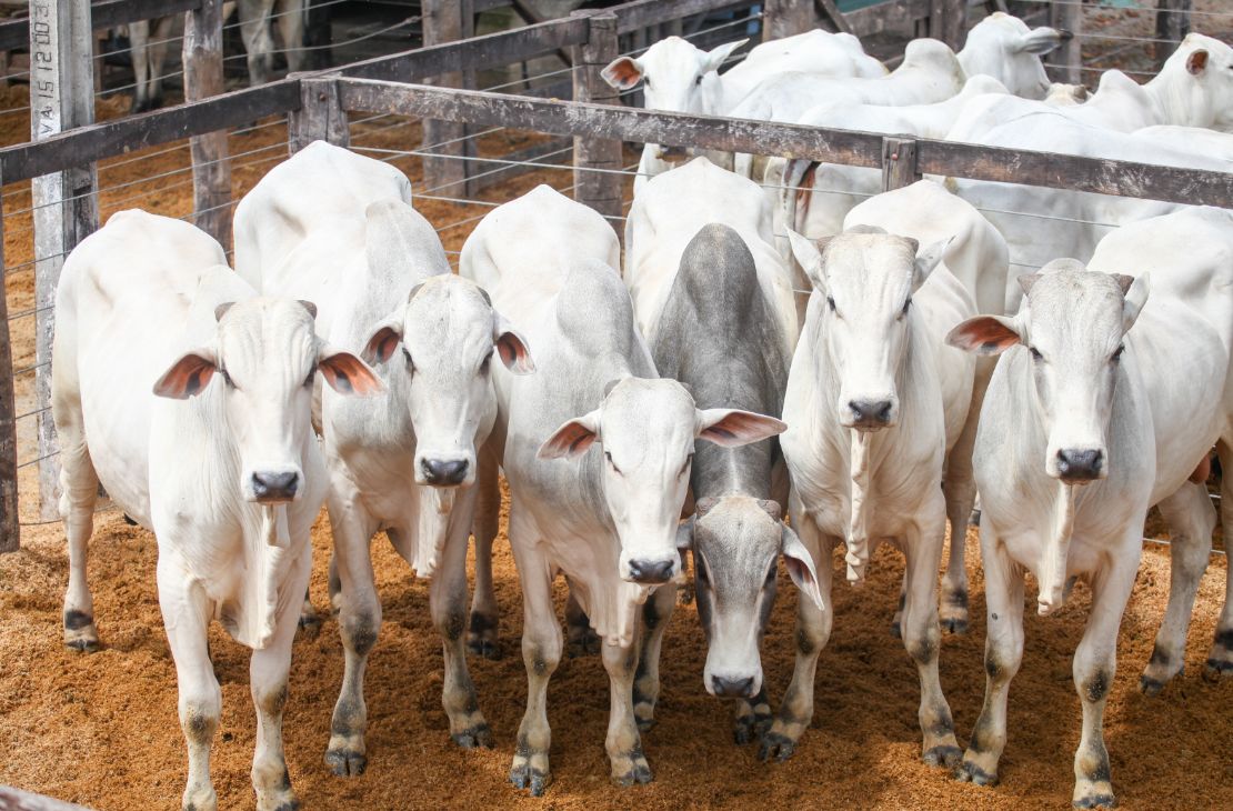 Arroba bovina teve valorização superior a 10% em setembro