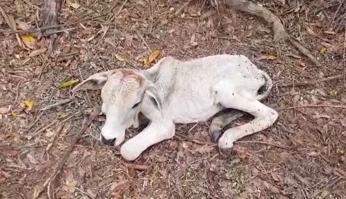 Em mais um caso de maus-tratos, PMA multa produtor rural em R$ 1 milhão
