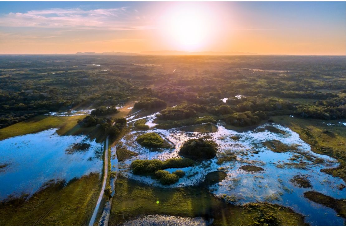 Celebrando o dia do Pantanal: Um tesouro natural do Brasil