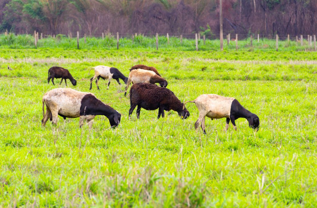 Produtores de ovinos e caprinos terão prazo de um ano para regularizar rebanhos junto a Iagro sem multas