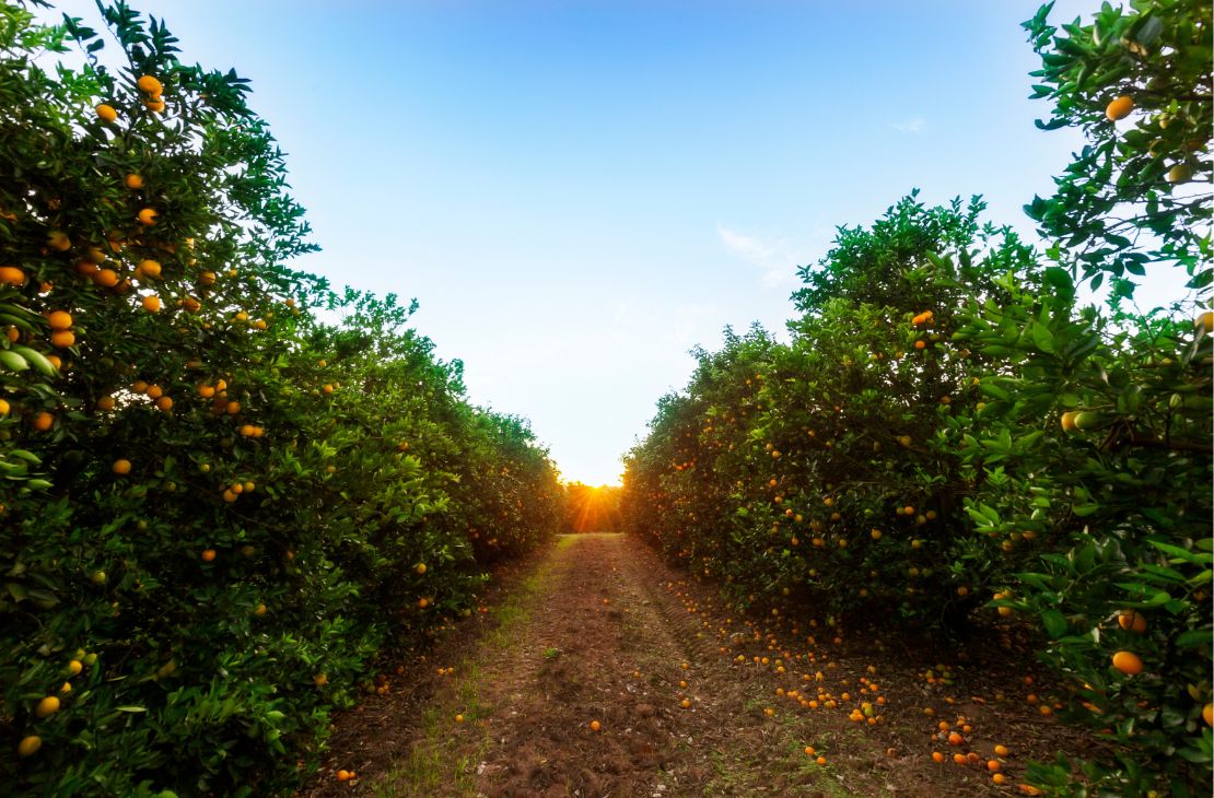Cassilândia vira novo polo de produção de laranjas em MS e deve ter mais de 3 mil hectares plantados
