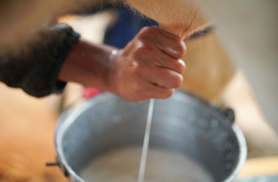 Proleite: Governo de MS inicia programa para melhorar rebanho e aumentar produção de leite
