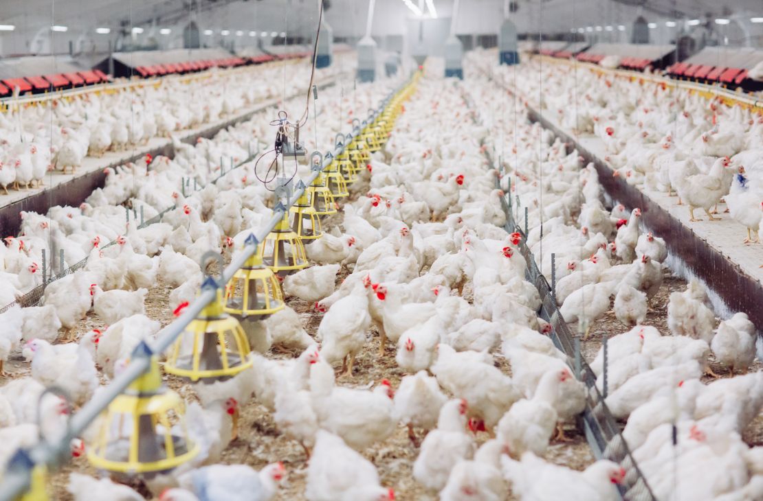 Brasil comunica à OMSA o fim do vazio sanitário e se autodeclara livre da gripe aviária