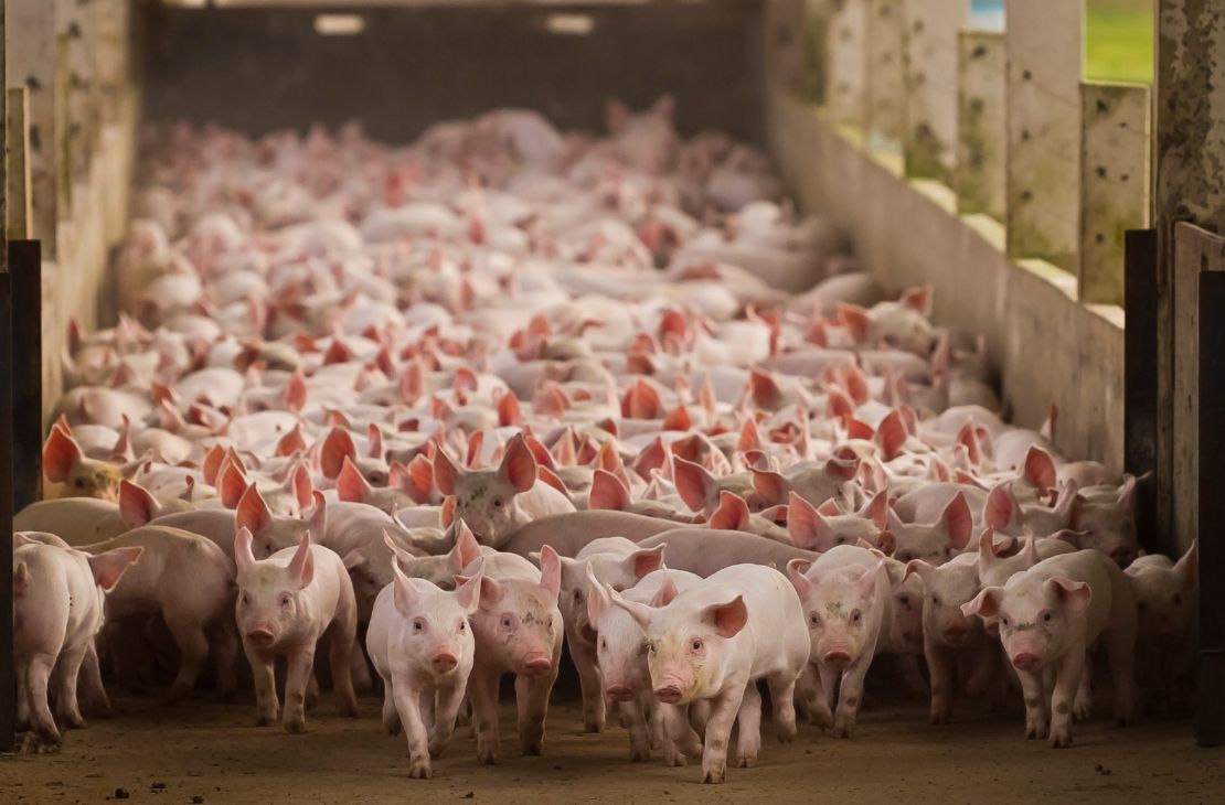 São Gabriel do Oeste se consolida como referência nacional na suinocultura