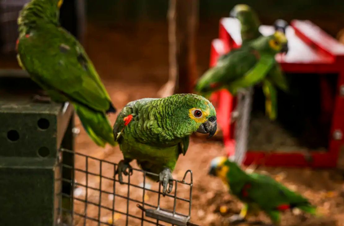 Polícia do Rio resgata 90 aves silvestres que seriam vendidas em feira