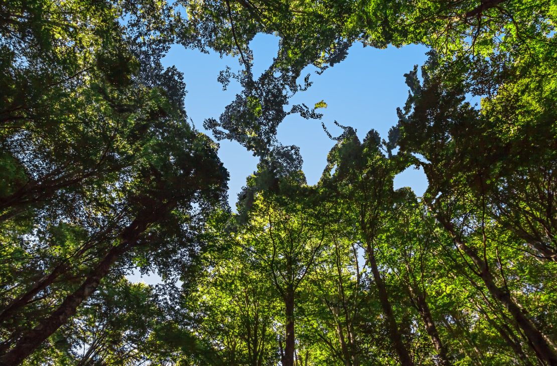Lula sanciona lei do licenciamento ambiental com 63 vetos