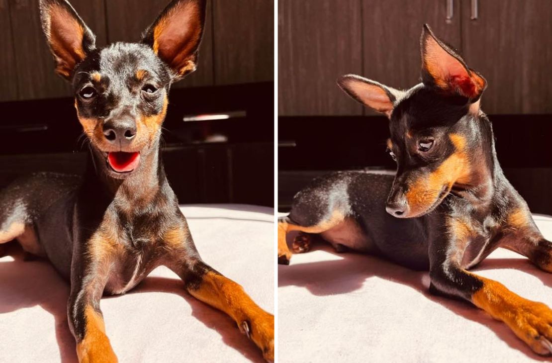Moradores de São Gabriel buscam por cachorro desaparecido no Jardim Gramado
