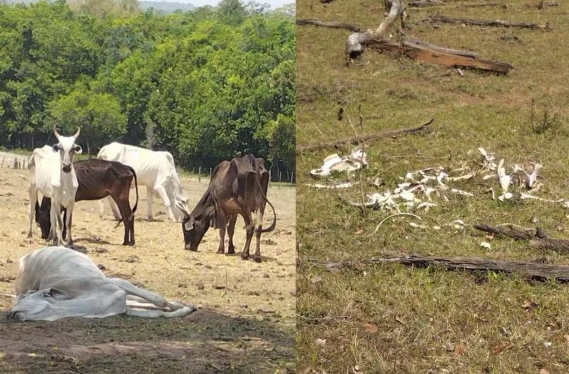 Fazendeiro é multado por maus-tratos a 500 cabeças de gado em MS