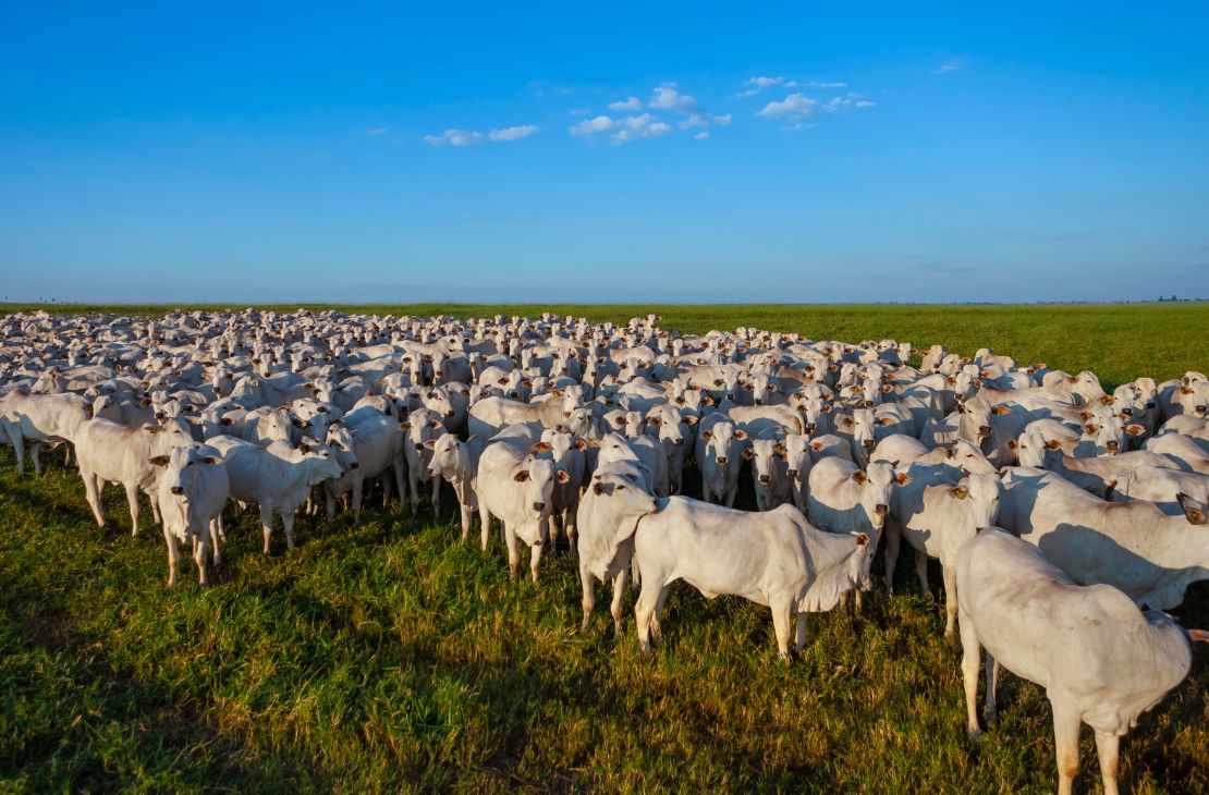 Produtores têm até dia 1º para fazer declaração e atualização de rebanhos no Estado