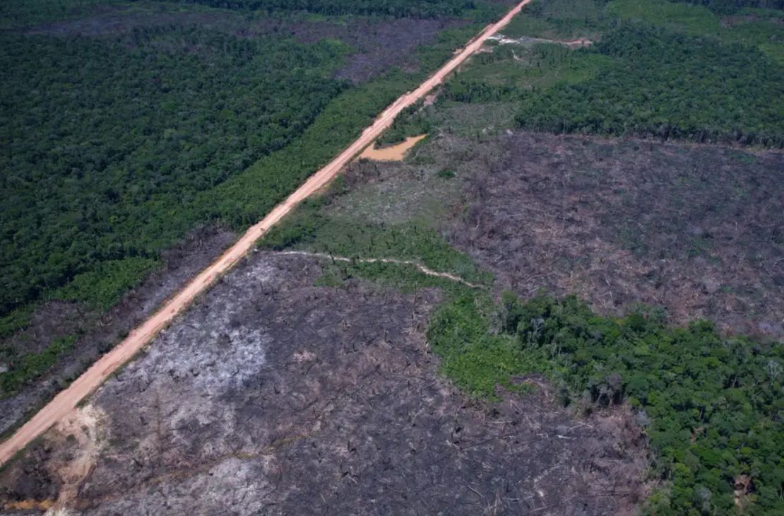 Estudo aponta queda do desmatamento na Amazônia e contrasta com justificativa dos EUA para tarifa sobre produtos brasileiros