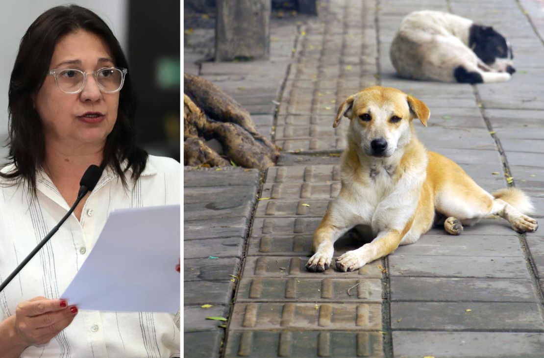 Luiza Ribeiro apresenta indicações para fortalecer políticas públicas de proteção e bem-estar animal em Campo Grande