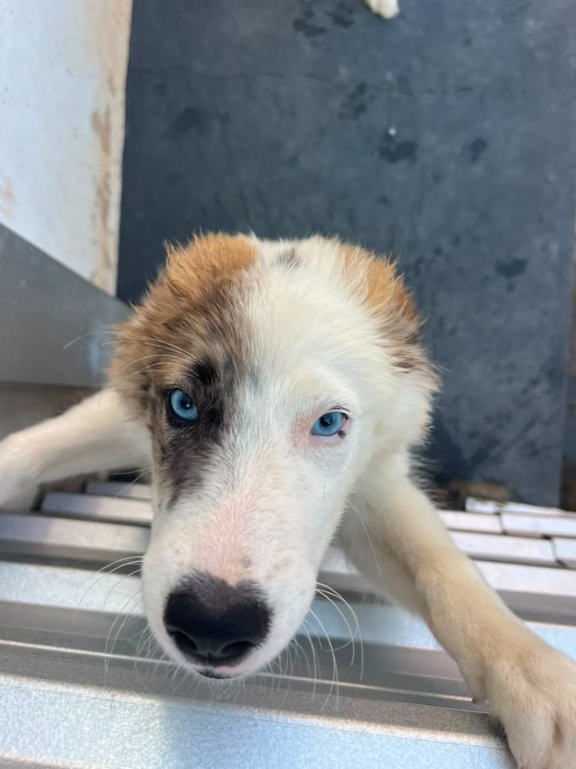 Cachorro da raça Border Collie desaparece em Coxim e família pede ajuda para localizá-lo